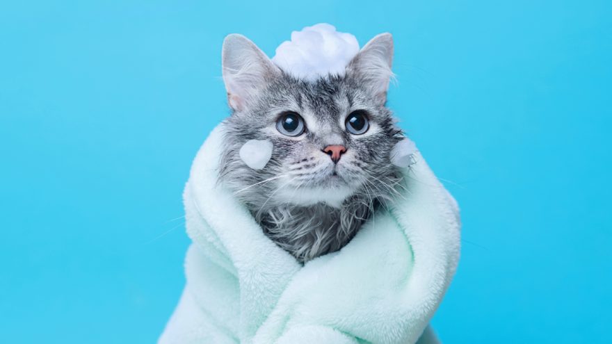 A fluffy grey cat wrapped in a soft towel after a hygiene appointment