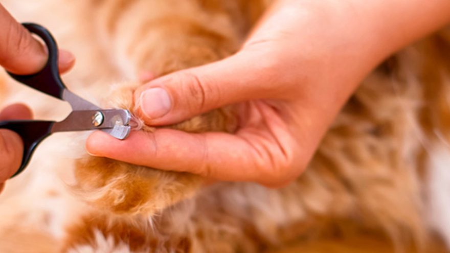 A cat&rsquo;s front paw being carefully clipped with nail scissors
