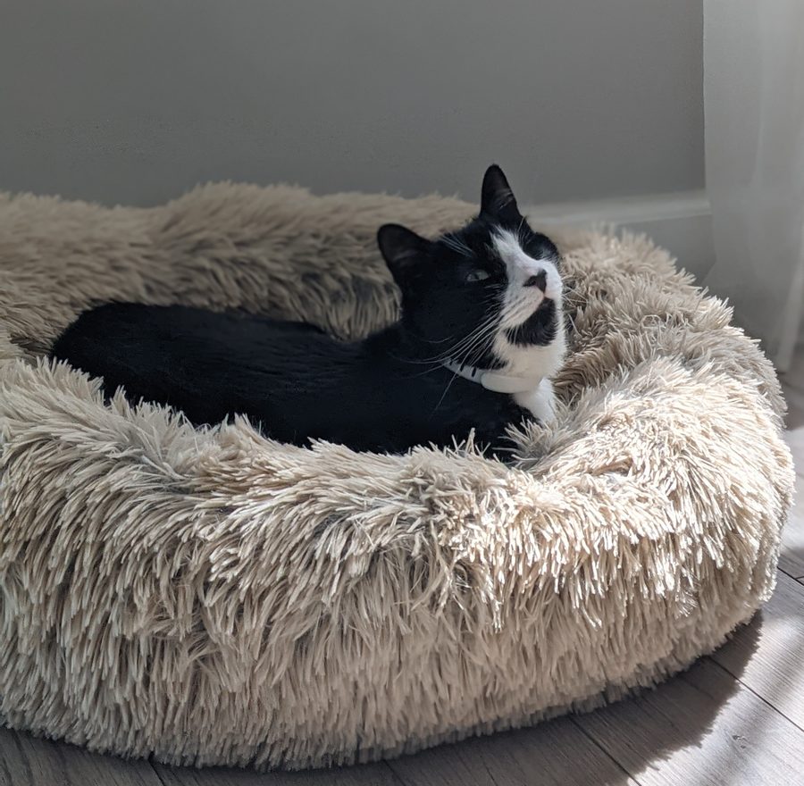 Eli, a one-eyed tuxedo cat, resting in a soft cream-colored donut bed in the sunshine