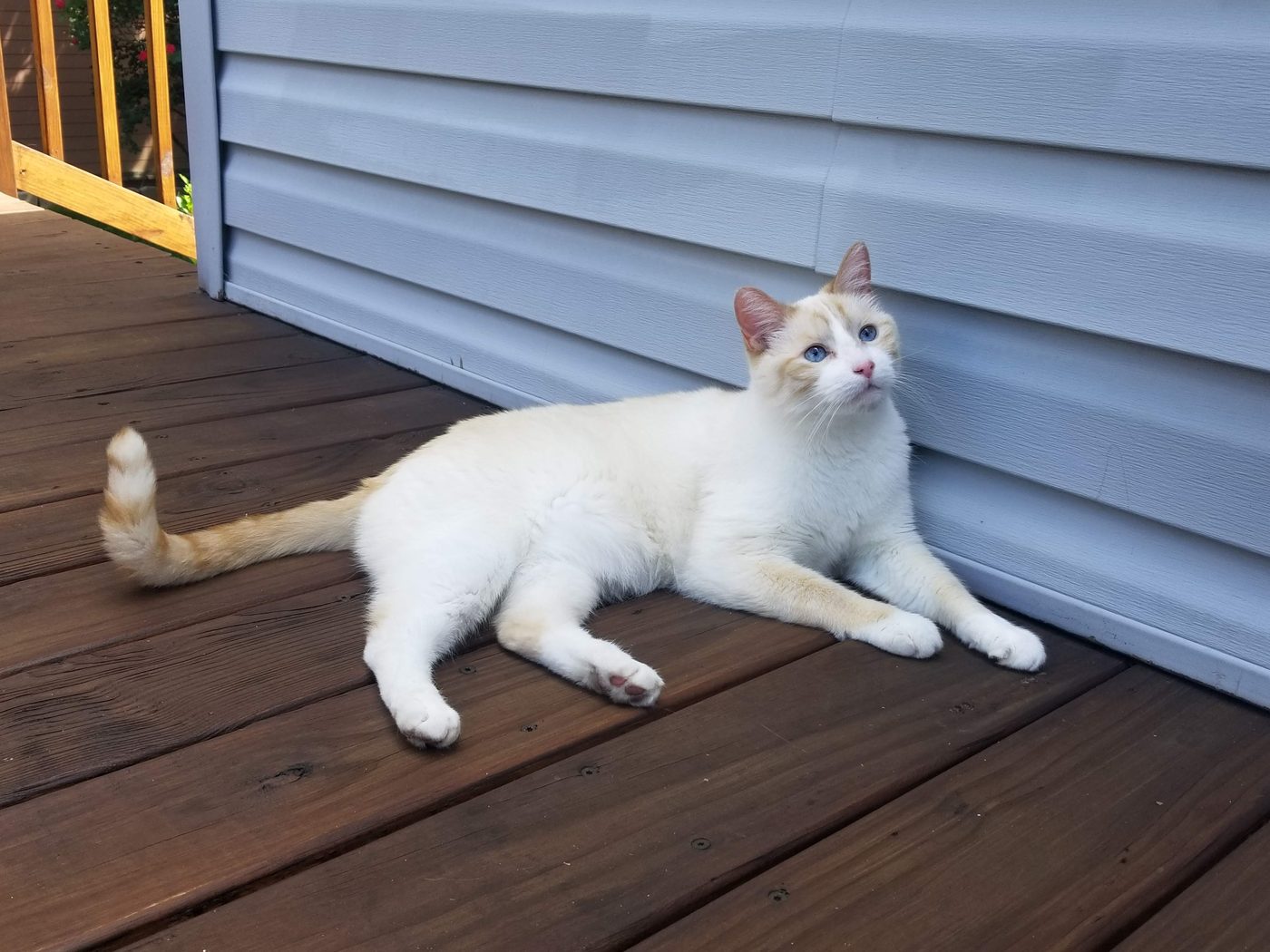 A cream-and-ginger cat stretched out and relaxed on a sunny wooden deck